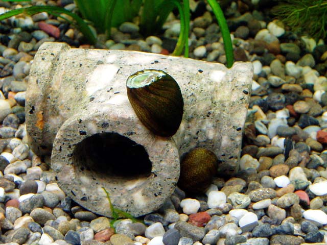 石巻貝の導入 我が家の金魚たち