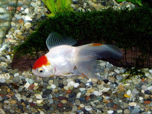 我が家の金魚たち Livedoor Blog ブログ