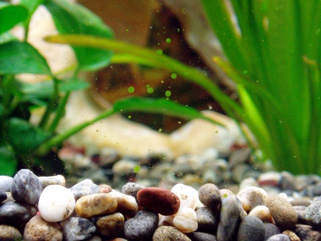 石巻貝の導入 我が家の金魚たち