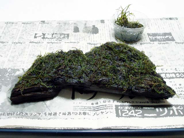 ウィローモスの活着に挑戦 我が家の金魚たち