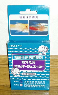 松かさ病 治療法変更 我が家の金魚たち