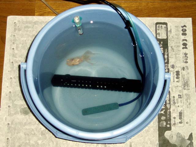 唐辛子の効果は 我が家の金魚たち 唐辛子の効果は 我が家の金魚たち
