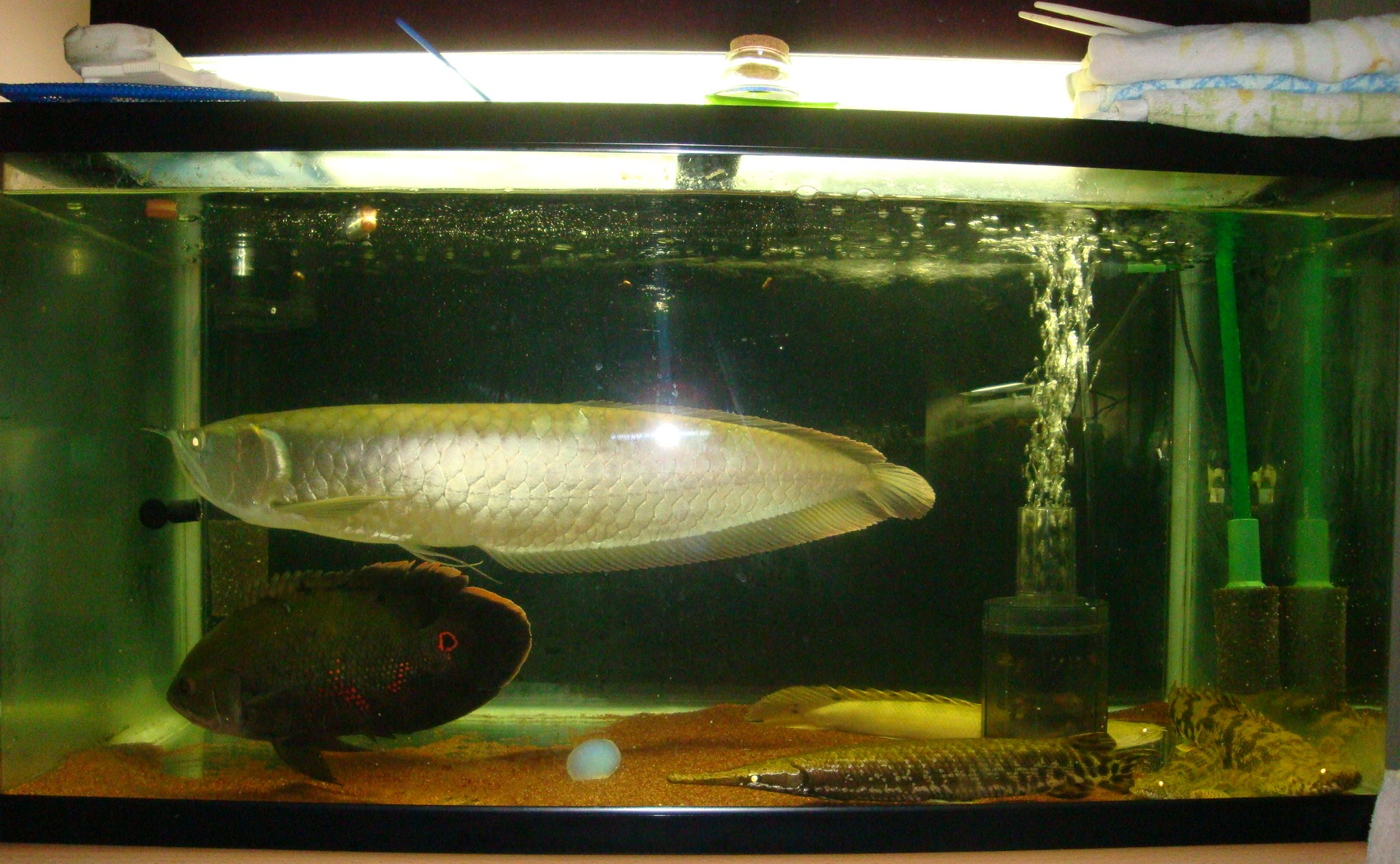 ユニークポリプテルス 飼育 すべての魚の画像