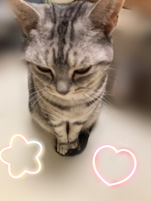 ŹĹ¡¡¤Ë¤ã¤ó¤³ÍÍ