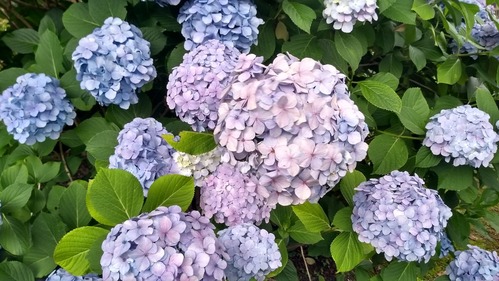 IMG_20190717_092354379_HDR