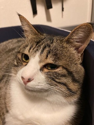 猫ちゃん