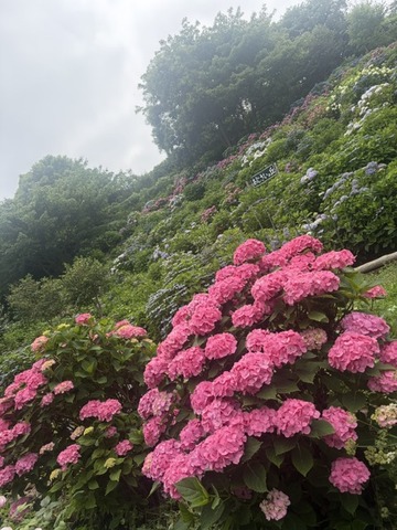 image0 (19)