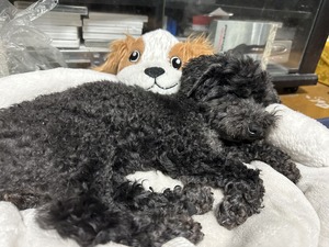 IMG_1461 - ���ԡ�