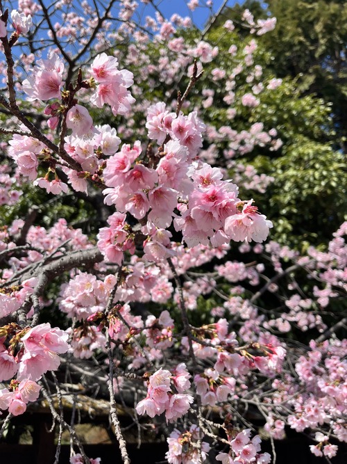 サクラ