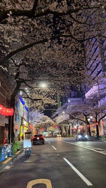 sakura2