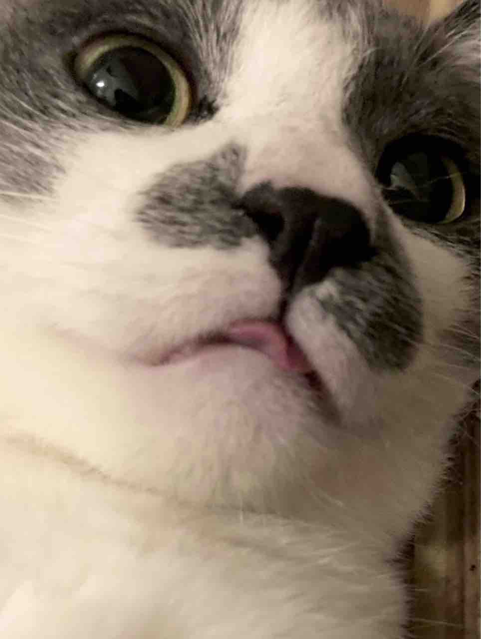 しーちゃん POP UP PARADE 超絶最かわてんしちゃん L size (フィギュア