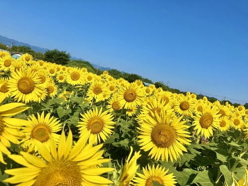 ひまわりん　まとめ売り Amazon | アラタ 野鳥のえさ ひまわりの種 3kg | アラタ | 餌 通販