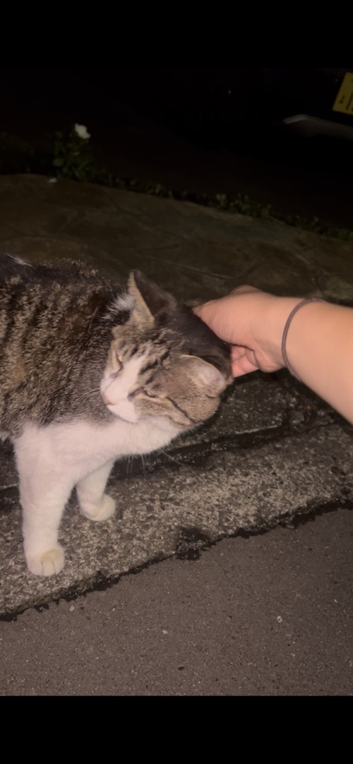 ネコ 撫でた