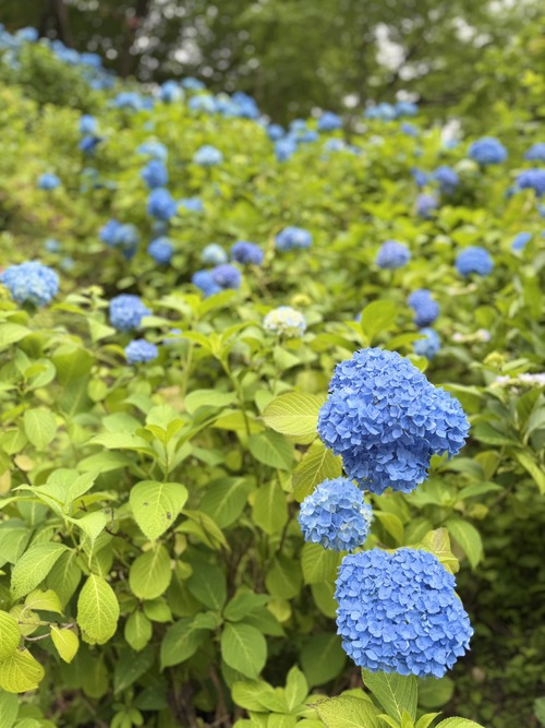 IMG_2741_BCA47B12