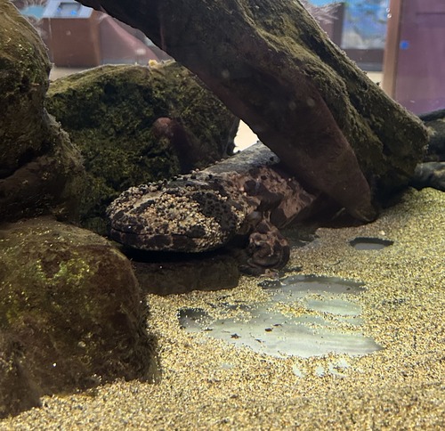 �դ줢���ʳشۥ������󥷥祦����