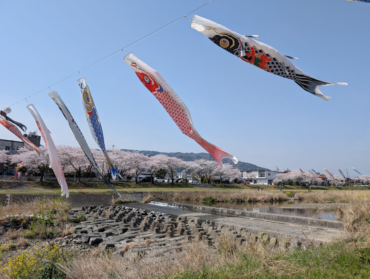 まこりん様写真② いろんなサイズで。 #中野りんご #千鳥の鬼レンチャン