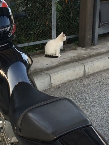 猫バイク