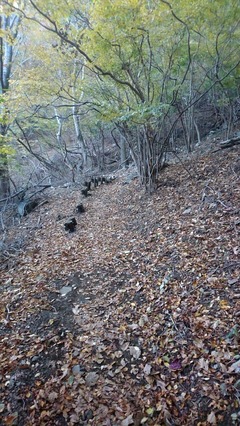 中之倉峠登山道2