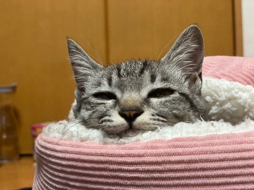 ねこ2