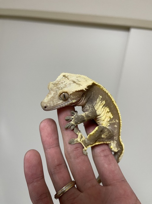 クレス