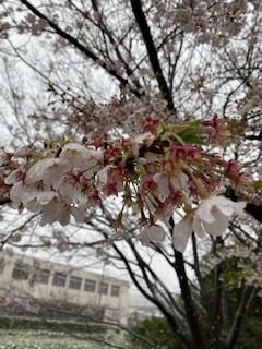 IMG_8650