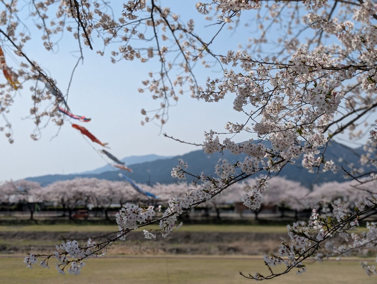 門真2りんかん】お花見に行ってきました‼️ : 2りんかんブログ