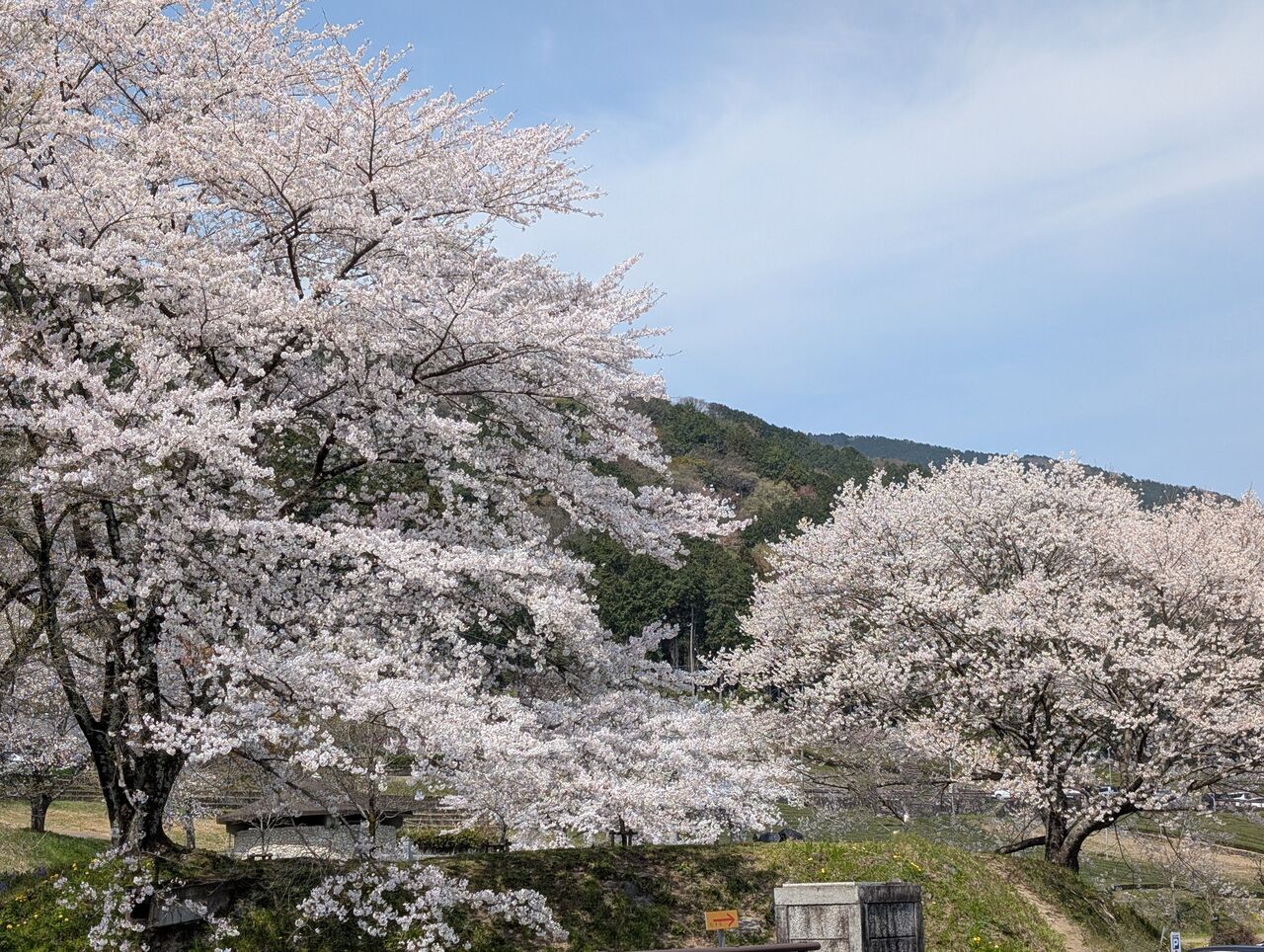 門真2りんかん】お花見に行ってきました‼️ : 2りんかんブログ