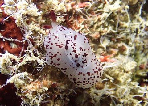 LINE_ALBUM_2024.03.27ゴリチョ_240327_49