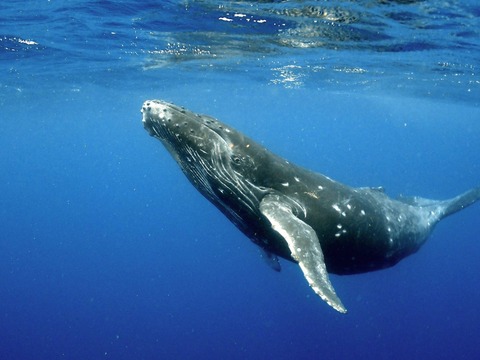 whale-swim003