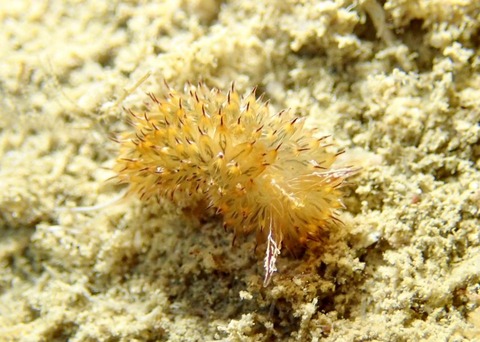 LINE_ALBUM_2024.03.27ゴリチョ_240327_62