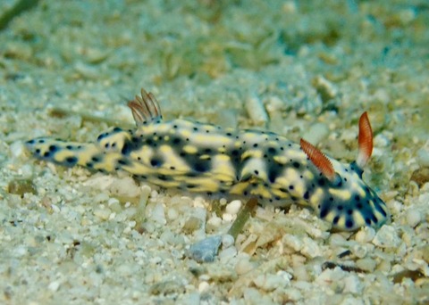 LINE_ALBUM_2024.03.27ゴリチョ_240327_28