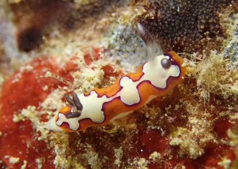 LINE_ALBUM_2024.03.27ゴリチョ_240327_52