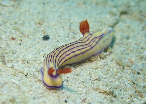 LINE_ALBUM_2024.03.27ゴリチョ_240327_24