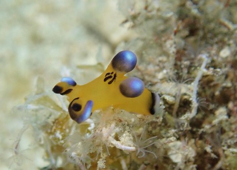 LINE_ALBUM_2024.03.27ゴリチョ_240327_32