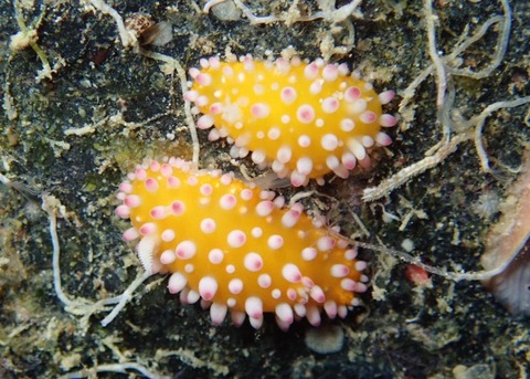 LINE_ALBUM_2024.03.27ゴリチョ_240327_50