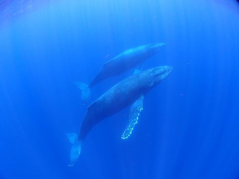 whale-swim002