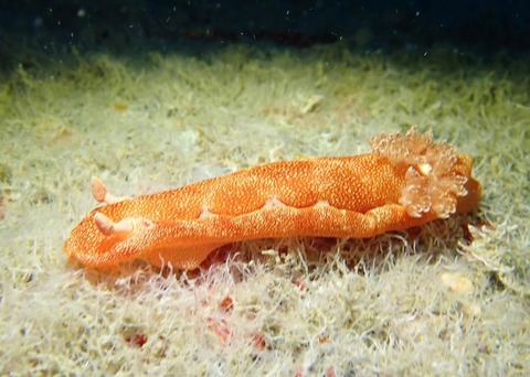 LINE_ALBUM_2024.03.27ゴリチョ_240327_46