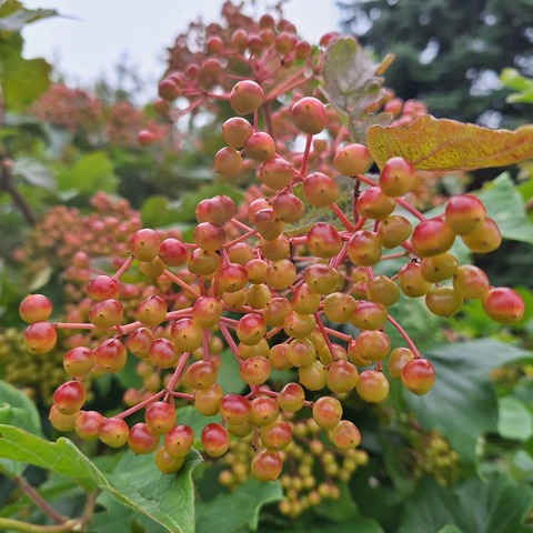 20260803_065448