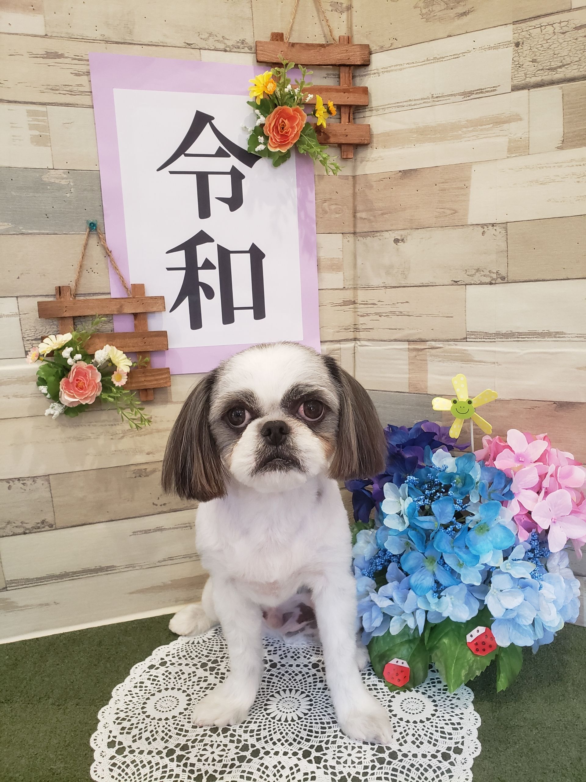 19年06月05日 千曲市ドッグサロンふぁみーゆ