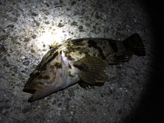 タケノコメバル