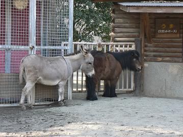 愛しのロバ D Smile Blog