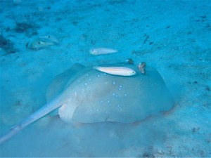 竹富島の砂地で~