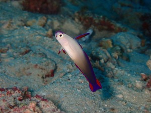 美しいアケボノハゼ💕