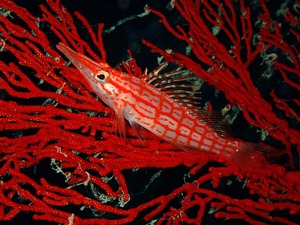 今日もヨナラヘ