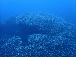 石垣島周辺で。。。