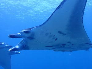 コブシメに囲まれる🦑