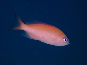 竹富からパナリへ