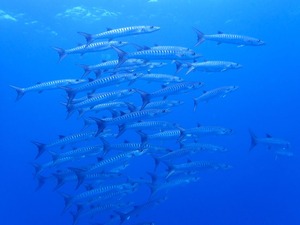 またまた黒島でマンタ