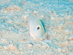 竹富南へ