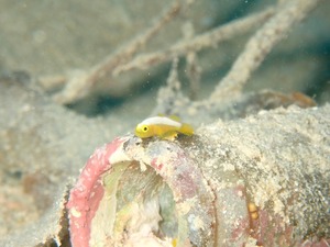 大崎へ